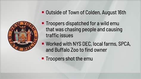 NYSP shoot emu reported to be chasing people, causing traffic issues